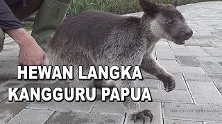 KANGGURU PAPUA  HEWAN LANGKA INDONESIA [upl. by Us160]