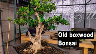 Old boxwood Bonsai winter pruning and wiring developing for bonsai show [upl. by Olracnaig283]