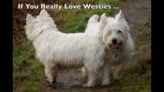 Highland Westie Puppies  Westie Terrier Rescue [upl. by Connelly]