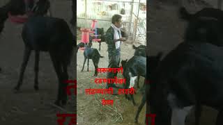 रडण्यापेक्षा लढण्याची तयारी ठेवा osmanabadi goat arvee goat farm shelipalan [upl. by Valente]