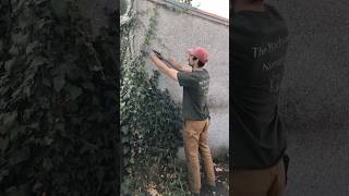 Satisfying Ivy Removal shorts landscaper [upl. by Kerrin621]