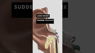 Role of Eardrum in middle ear protection ear biology medical anatomy [upl. by Stefano874]