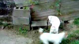 Jack Russell Terriers Stalking a Chipmunk [upl. by Abner]