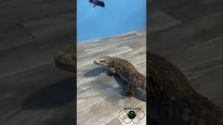 Zoo Olympics Day 2 🌟 Freestyle Gymnastics 🤸 kyreptilezoo lizard olympics2024 [upl. by Marleen]