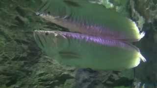 Big silver arowana 12 meter [upl. by Arrej]