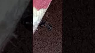 Latrodectus Hesperus Western Black Widow feeding [upl. by Ebag]