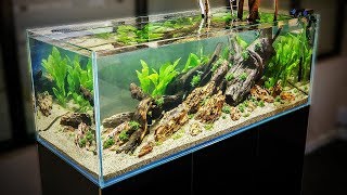 HOW TO AQUASCAPE a 125 gal Nature Aquarium [upl. by Hahnke]