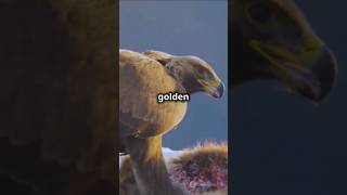 The golden eagle [upl. by Iormina]