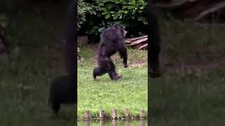 Unbelievable Powerful Male Chimpanzee Picks Up A Stick And Charges [upl. by Arezzini454]