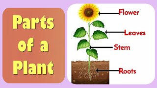 Parts of a plant l Plant parts for kids l Learn parts of a plant l Roots StemLeavesFlower [upl. by Donela686]