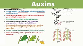 Auxins  Plant Hormones [upl. by Mosra726]