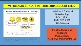 Meroblastic cleavage in Telolecithal Eggs [upl. by Iknarf]