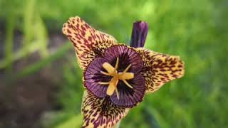 Tigridia  Flor de un día  Rodilla de Cristo  oceloxochitl [upl. by Bluh]