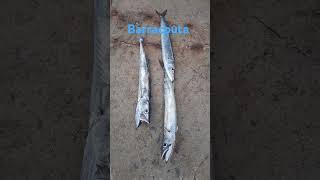 Caught Some Barracouta Fishing Off Warrnambool Breakwater  Pier [upl. by Wallraff45]