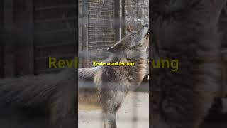 🐺Familiensinn bei Wölfe🐺 [upl. by Ellerret688]