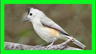 Blackcrested Titmouse Song Call Voice  Carbonero crestinegro Canto  Baeolophus Atricristatus [upl. by Nairde]