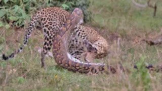 Python Constricts Leopard As It Fights Back [upl. by Kip]