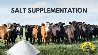 Spotting Salt Deficiencies in Livestock [upl. by Pomona]