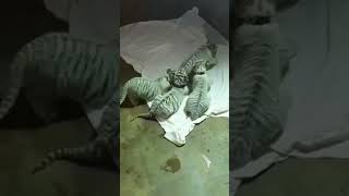 Tiger Cubs Sold for Millions in Secret tiger investorbiggifarms YouTubeCreatorCommunity [upl. by Ocramed]