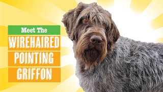 Wirehaired Pointing Griffon Dog Breed [upl. by Aikan]