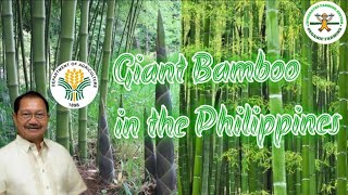 Part2 giant bamboo farming in the Philippines  Sec Manny Piñol  giant bamboo industry [upl. by Fabiolas]