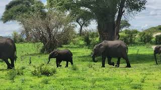 Wilderness Legends Tanzania Safari Tour Video [upl. by Eeleak]