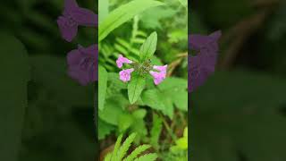 Klinopodium pospolite  Clinopodium vulgare  the wild basil  niepozorna ale przepiękna roślina [upl. by Evans]