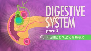 Digestive System Part 3 Crash Course Anatomy amp Physiology 35 [upl. by Nilats436]