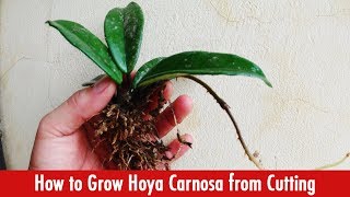 How to Grow Hoya Carnosa Plant from Cutting [upl. by Hamo]