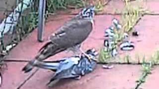 sparrowhawk snaps pigeons neck [upl. by Messing]