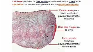 Histologie de lappareil digestif  Pr A Fakhri [upl. by Bandeen88]