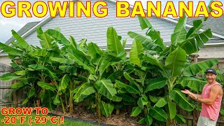 4 Tips To Grow The Most BEAUTIFUL Banana Plants EVER Down To ZONE 5 [upl. by Siari539]