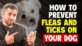 How To Prevent Fleas And Ticks On Your Dog [upl. by Sedda405]