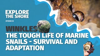 Winkles the tough life of marine snails  survival and adaptations [upl. by Dicky]