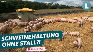 SchweineMassentierhaltung unter freiem Himmel  wie geht das  WDR Lokalzeit LandSchafft [upl. by Stouffer138]