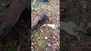 Male harris hawk on stoat [upl. by Tonya87]