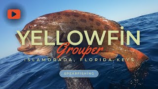 Spearfishing Extremely Rare Yellowfin Grouper Fireback or Fire Grouper  Islamorada Florida Keys [upl. by Acnaib]