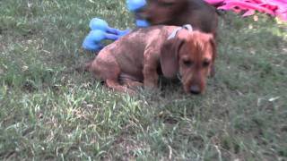 wire haired dachshund red males puppies [upl. by Almap]