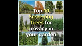 Our Top Trees for Privacy Screening gardening gardenservices trees treeshorts [upl. by Atinram]