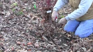 Pruning Spirea [upl. by Georgianne]