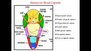 Structure of Insect Head capsule Sclerite and sutures of insect [upl. by Neal]