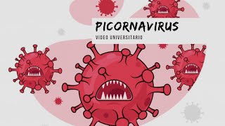 Picornavirus 🦠  Microbiología Clínica🧫 [upl. by Ativak]