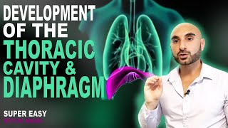 Embryology of the Diaphragm and Thoracic Cavity Easy to Understand [upl. by Yirinec]