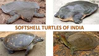 Softshell Turtles of India 🇮🇳  Turtles  Indian Reptiles [upl. by Ahcsrop143]