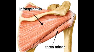 The infraspinatus and its role in subacromial impingement Mechanism and treatment [upl. by Pellegrini]