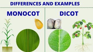 एक बीजपत्री और द्विबीजपत्री पौधों में अंतर Difference between monocotyledons and Dicotyledons [upl. by Yreffeg]