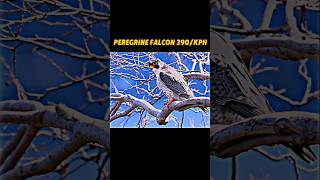 Peregrine falcon 390speed enjoy peregrine loversanimalstrendingshortsperegrinefalconwildlife [upl. by Deragon409]