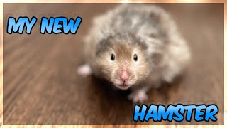 Meet My NEW Hamster [upl. by Powers]