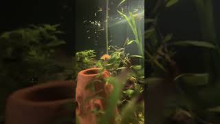 Planted Aquarium fish tank [upl. by Nara]