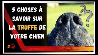 5 choses à savoir sur la truffe de votre chien et ses pouvoirs [upl. by Terrilyn]